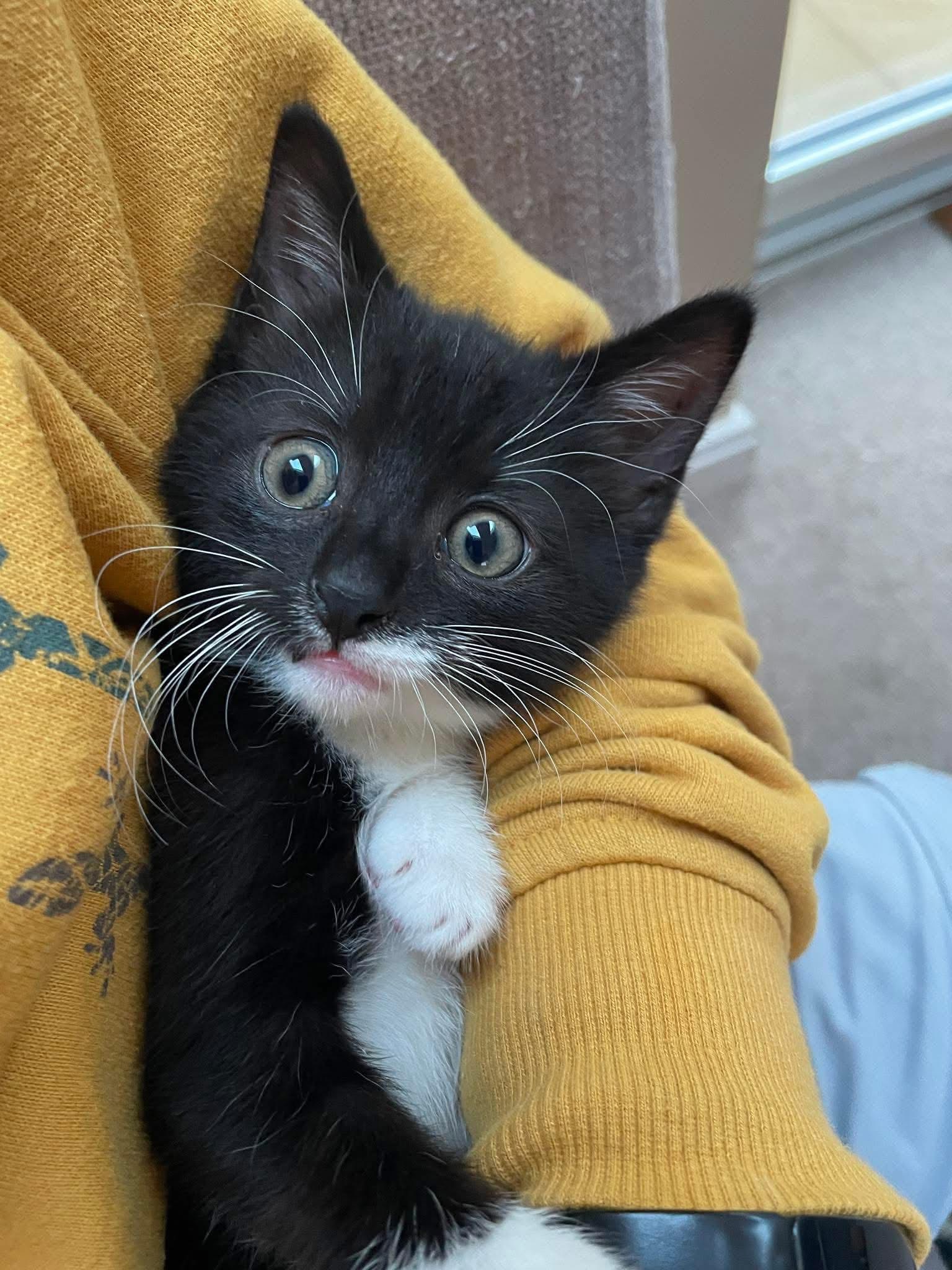 Kitten in care