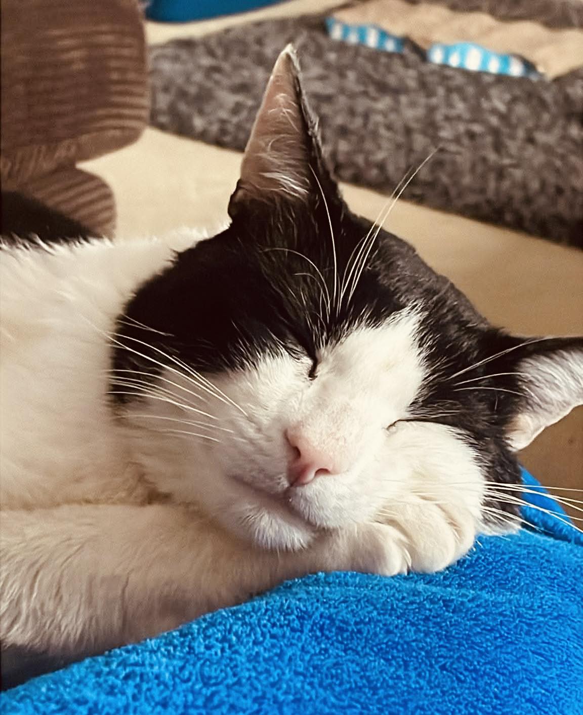 Cat in care