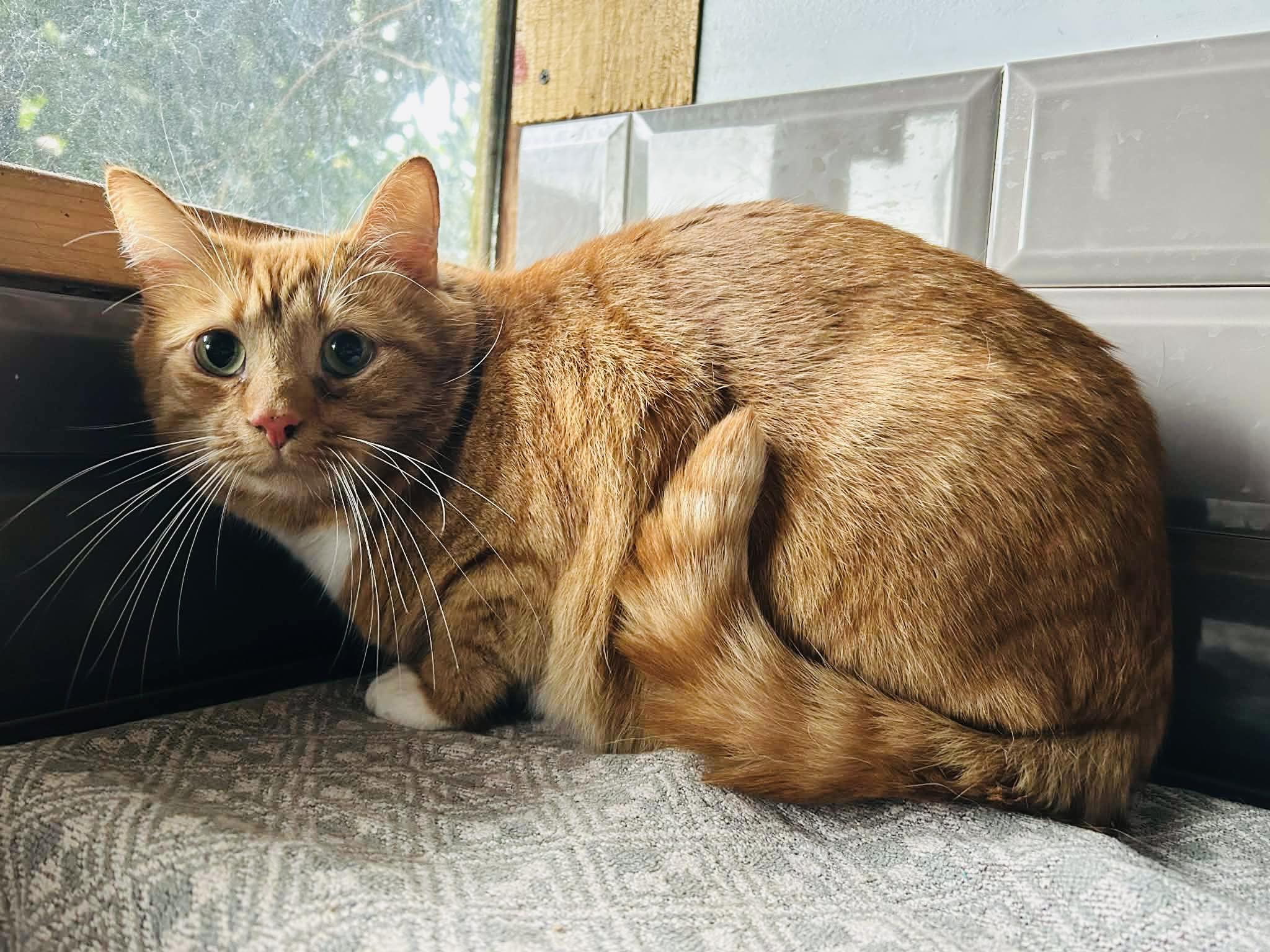 Cat in care