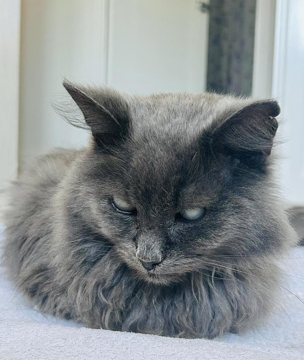 Cat in care