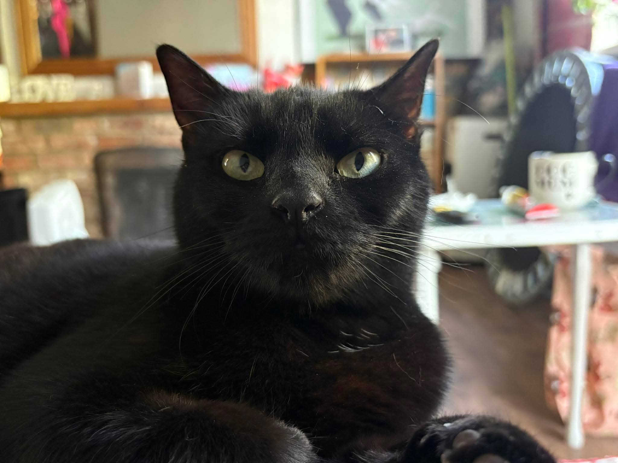 Cat at rescue