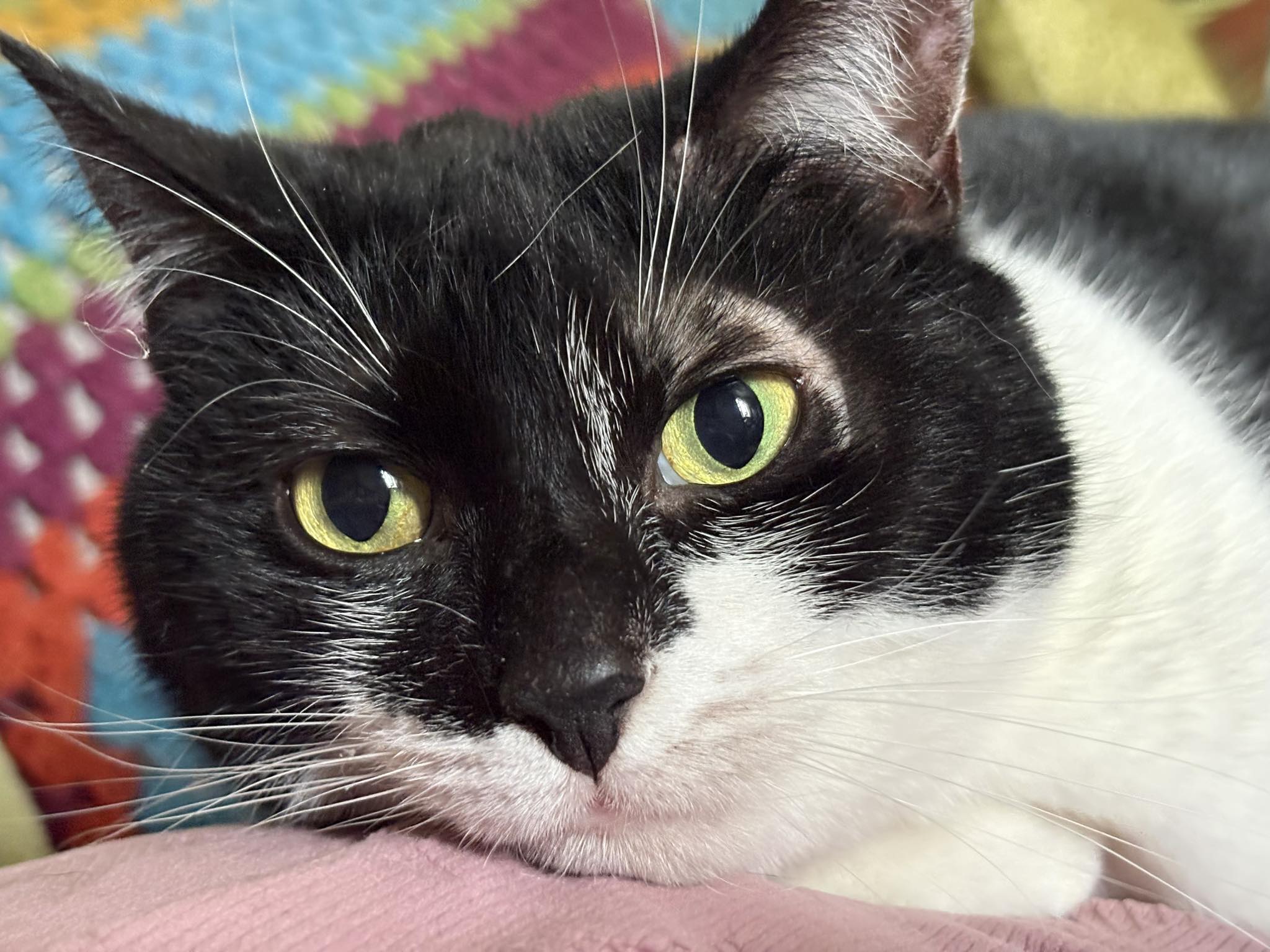 Cats at SAF rescue
