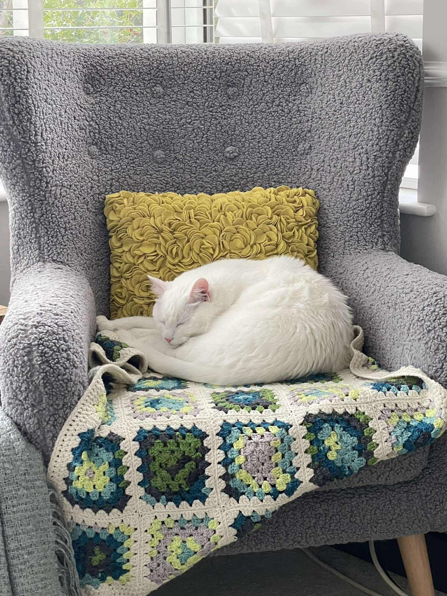 Cat in care