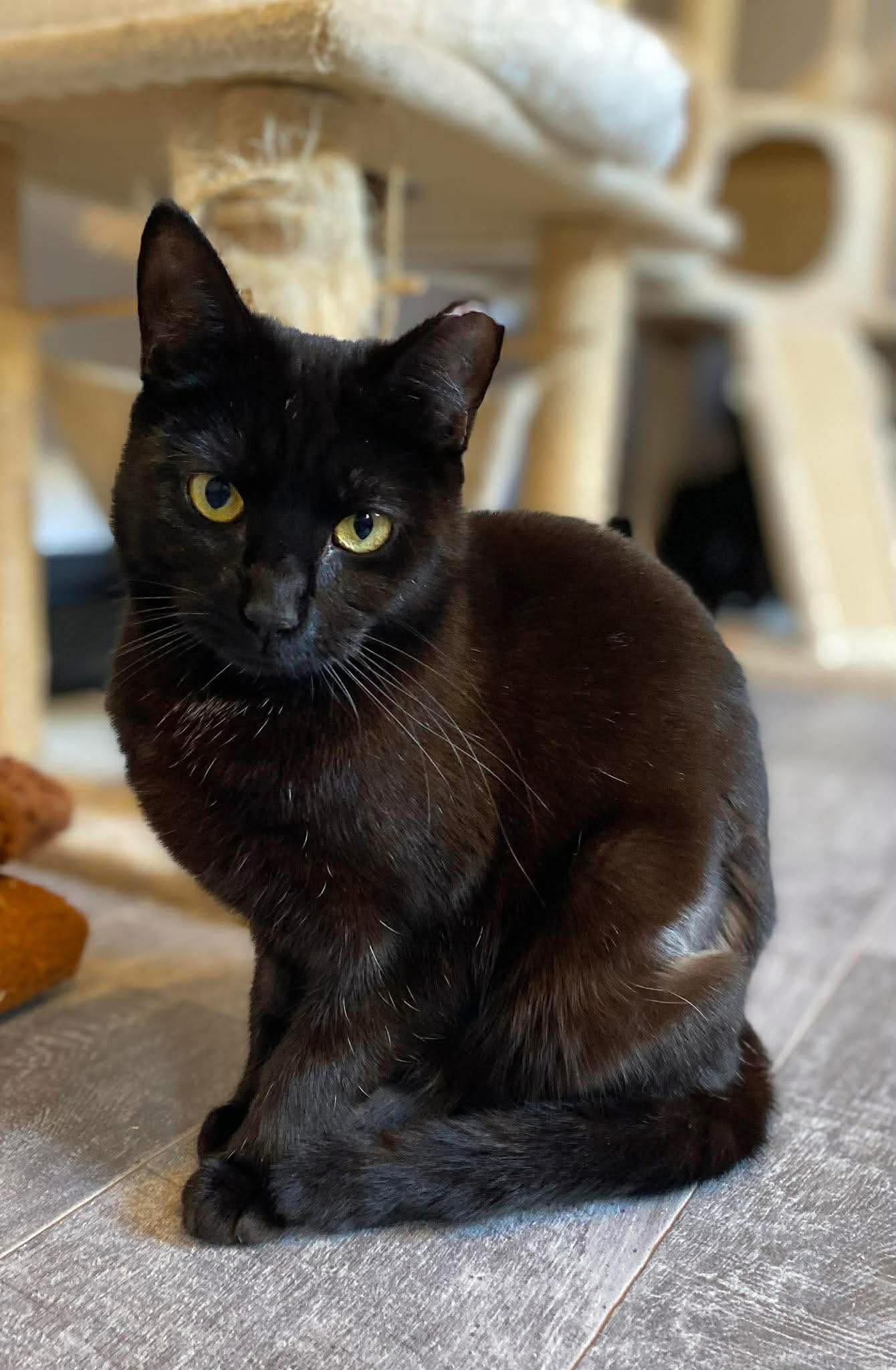 Cat in care