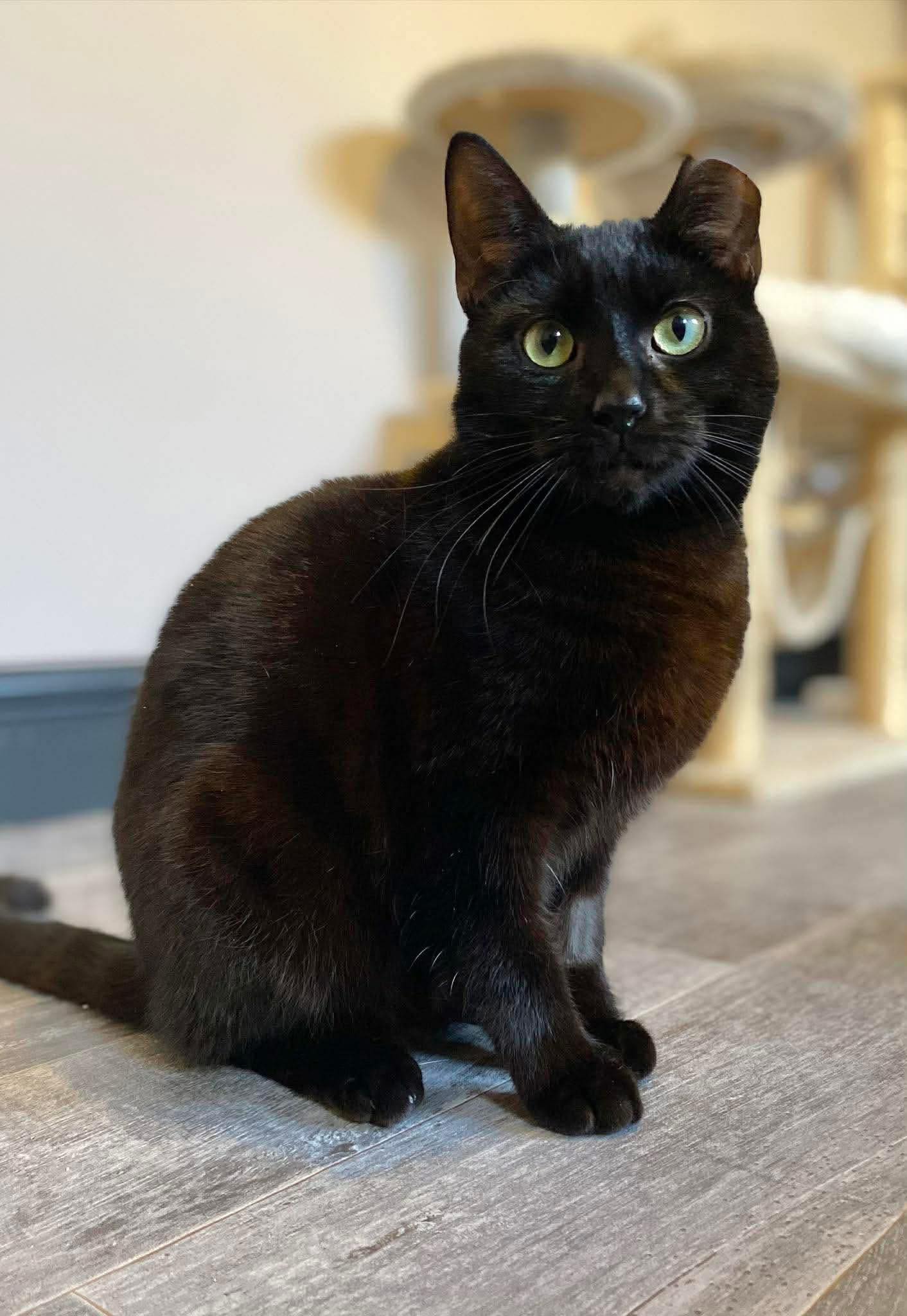 Cat in care