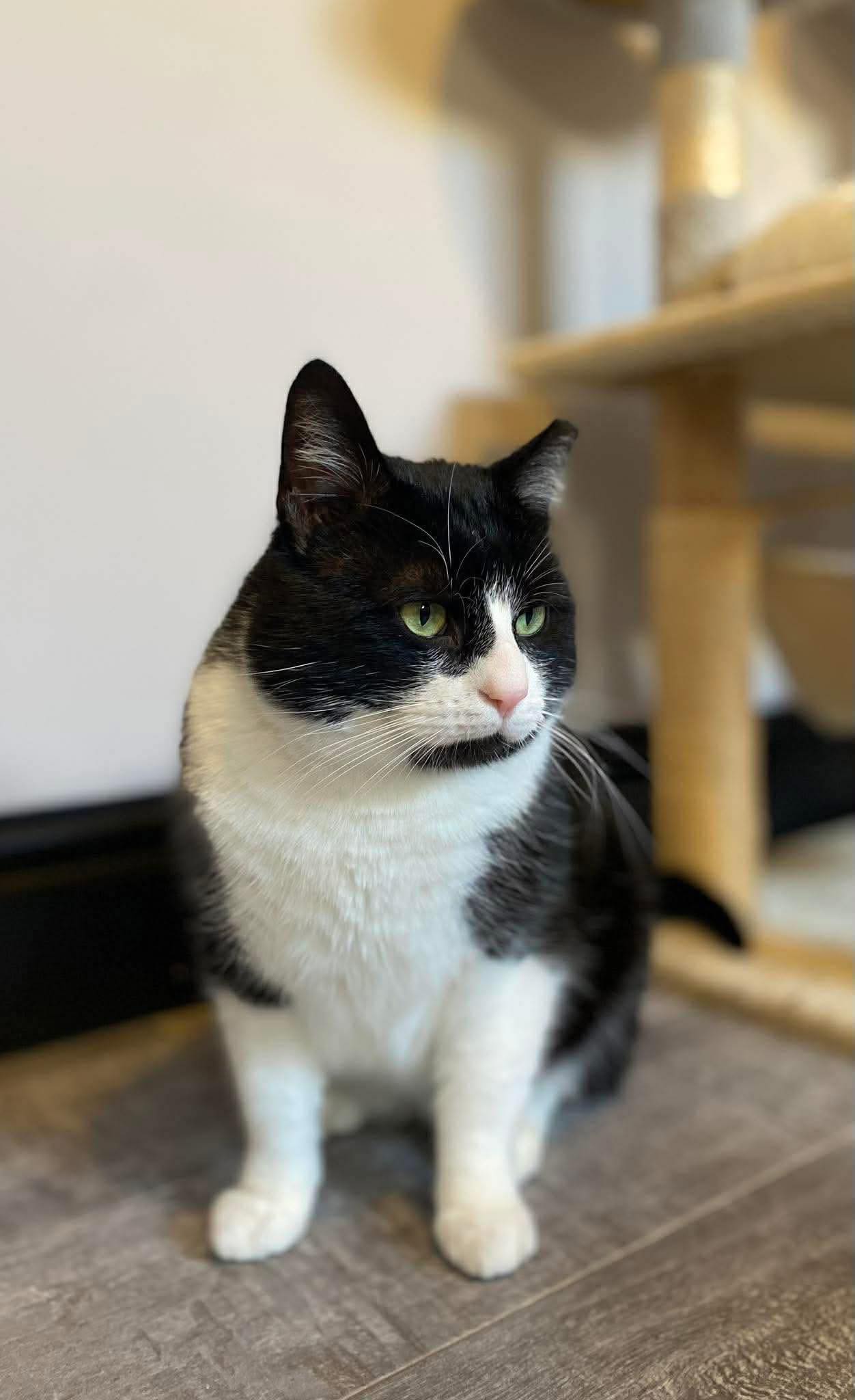 Cat in care