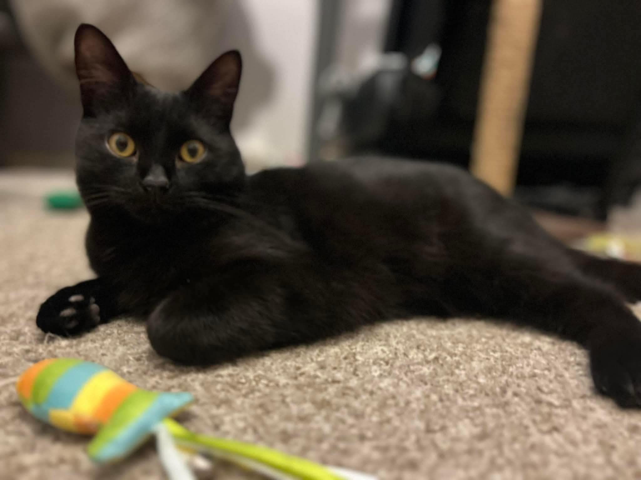 Cat in care